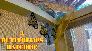 4 Monarch butterflies hatched in the Butterly Enclosure!