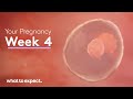 4 weeks pregnant  what to expect