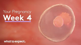 4 Weeks Pregnant - What To Expect