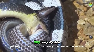 "Rắn hổ hành vs cạp nia – Trận đấu sinh tử trong bóng tối!"