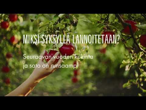 Video: Kasvien Ruokinta: Miten Ruokkia Syksyllä? Kuinka Lannoittaa Thuja Ja Syklaami, Karviainen Ja Aloe? Miksi Sinun Täytyy Lannoittaa Maaperää?