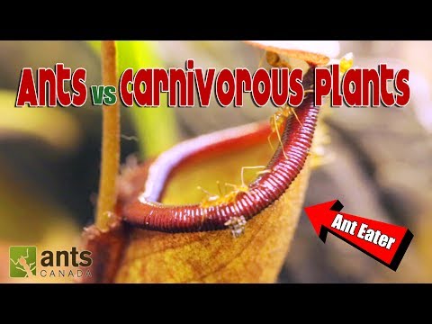 WOAH! ANTS VS. CARNIVOROUS PLANTS!
