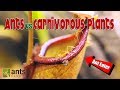 Tropical Rainforest Biome Plants Video (Seisen 3rd Grade ...