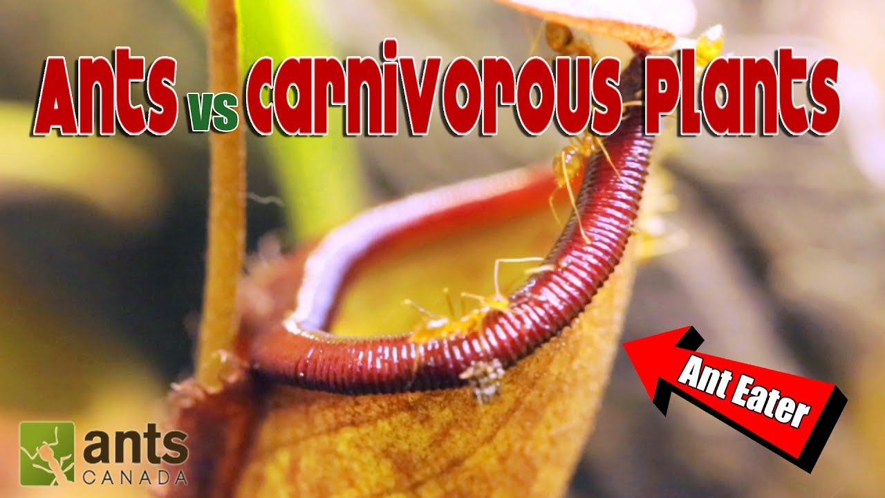 ⁣Ants vs. Carnivorous Plants