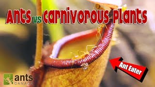 Ants vs. Carnivorous Plants