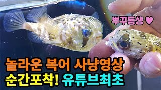 나만보기 아까운 놀라운 복어 사냥영상을 공개합니다! [해수인TV]