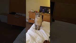 Cat Sneezes Big During Movie || ViralHog