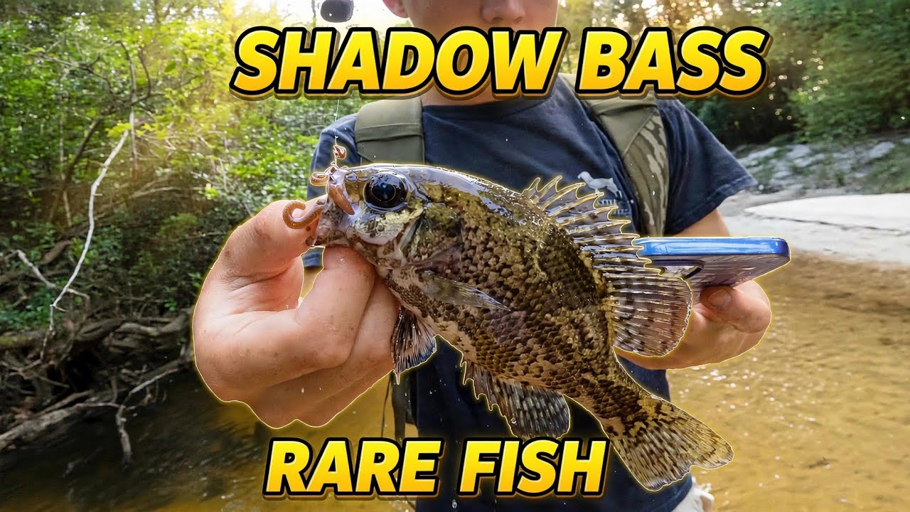 Creek fishing inside Black Water River State Park Fl..Big Juniper Creek..What a multi species trip.