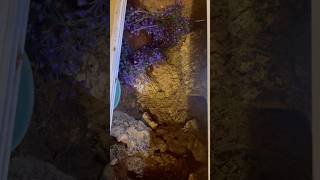 Revamping my female Mexican black king snake’s bioactive vivarium! #snake #snakes #kingsnake #pets