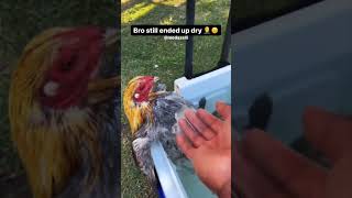 The Chicken is Enjoying her last day 😂😂 #funny #funnyanimals