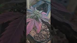 Popping Seeds in a tub 