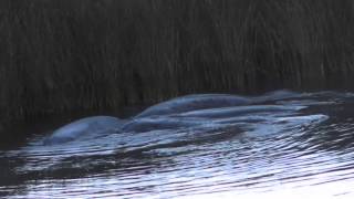Manatee mating