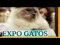 Los más hermosos animales en la EXPO GATOS