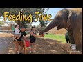 Feeding the Elephant in Paphos zoo Cyprus| eesah vlog