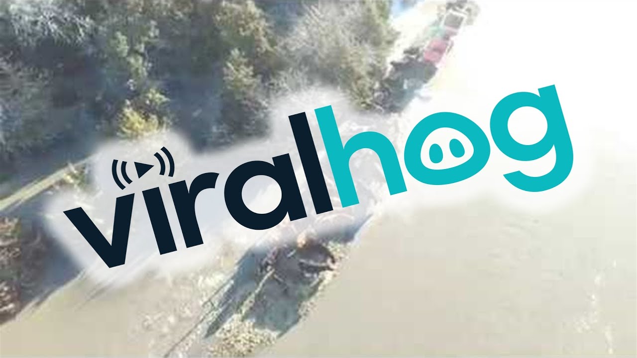 Flooding Forces Cows to Tiny Island || ViralHog - YouTube