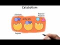 Enzymes for class 9th and 10th#biology#science