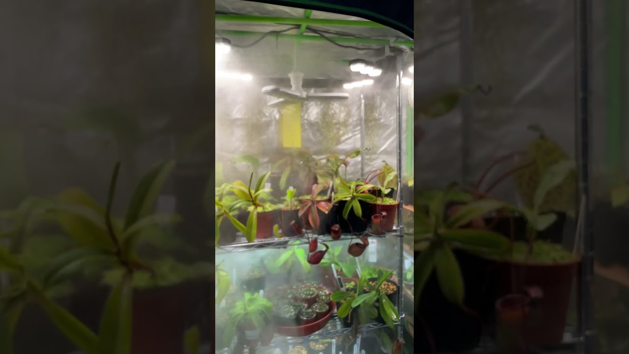 Nepenthes grow tent