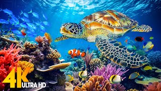 Under Red Sea 4K - Beautiful Coral Reef Fish in Aquarium, Sea Animals for Relaxation - 4K Video #2