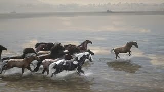 Horses - Red Dead Redemption 2 - MORGAN horse herd