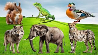 Wild Animal Sounds In Peaceful: Deer, Ostrich, Squirrel, Deer, Hippo, Chicken,...  Animal Moments