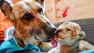 Lion cubs rejected by mother get adopted by caring German Shepherd