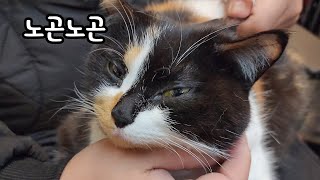 She was so picky that she was Nyang'Achi', so how did she become Nyan'Ban'? by 나렝아치 NaRengAchi 6,617 views 2 months ago 4 minutes, 33 seconds