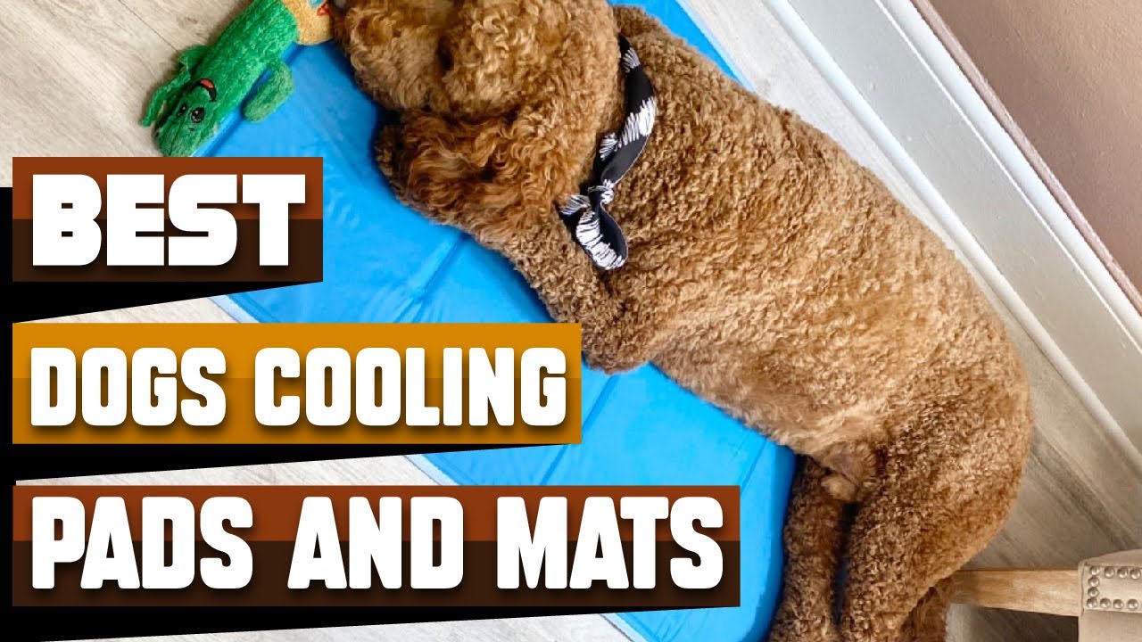 This cooling mat may help your pet chill this summer - Reviewed