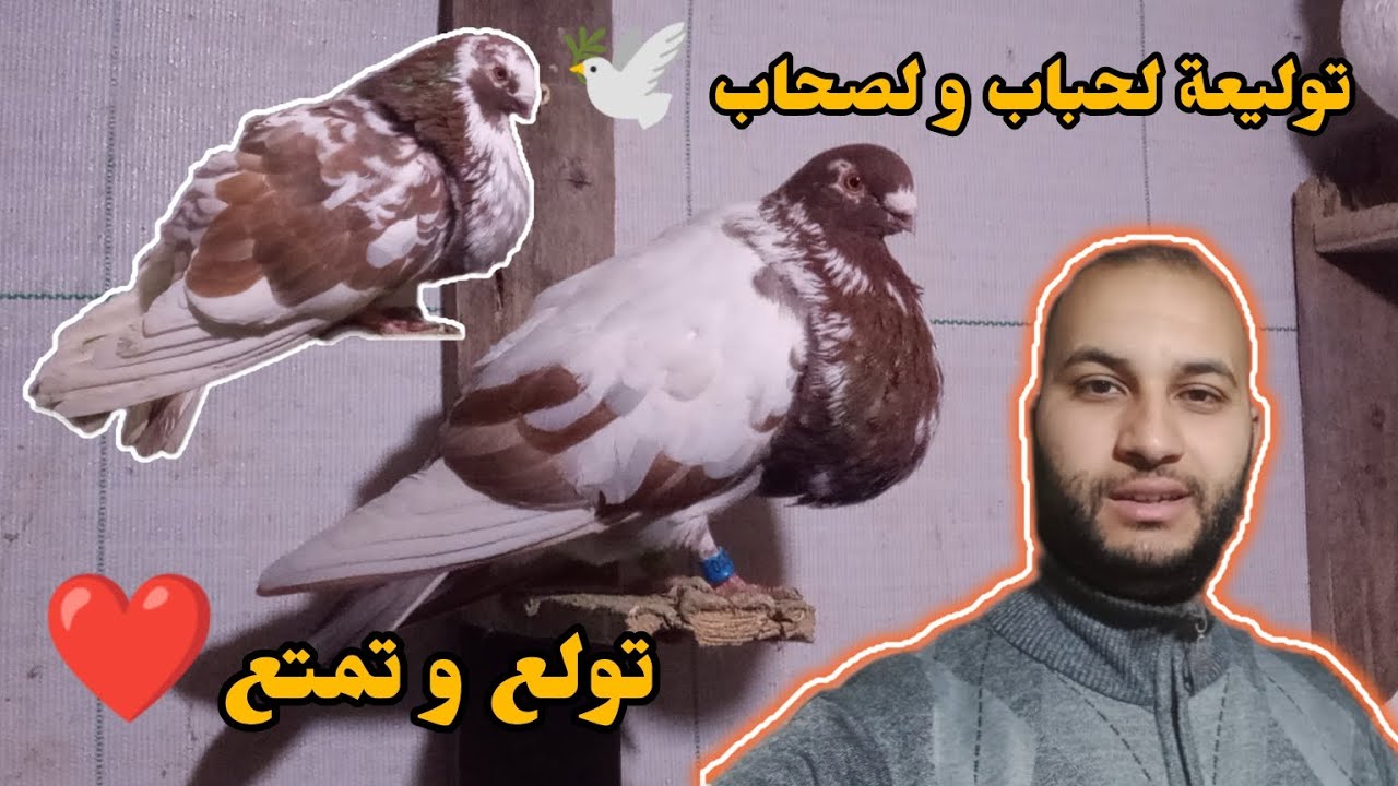 توليعة خفيفة لحباب و لصحاب ❤️ تولع و تمتع 🕊️❤️ الله يبارك لجميع لمواليع الأحرار 👍