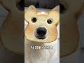 #CutePets #Corgi#corgi
