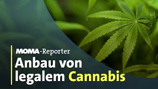 Cannabis-Legalisierung: Wie läuft der Anbau ab? | ARD-Morgenmagazin