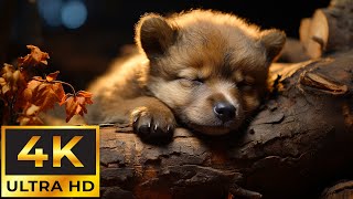 Baby Animals 4K - Relaxing Music Relieves stress, Anxiety and Depression by Tiny Paws 6,229 views 2 months ago 11 hours, 54 minutes