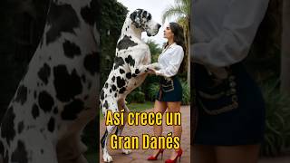 Así Es Como Crece Un Gran Danés