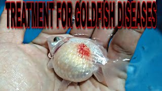 COMMON GOLDFISH DISEASE | SIMPLE TREATMENT.