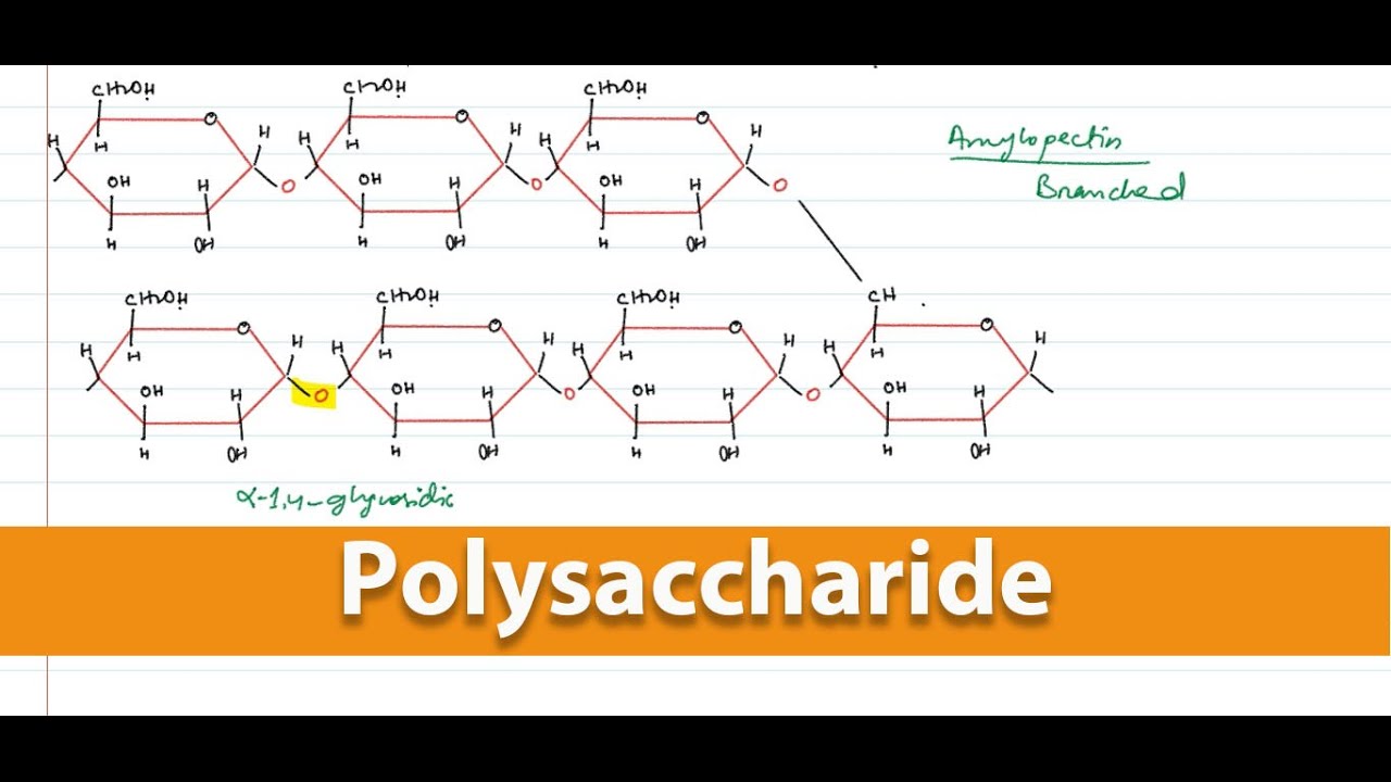 Polysaccharide Carbohydrates Biological molecules Easy lecture