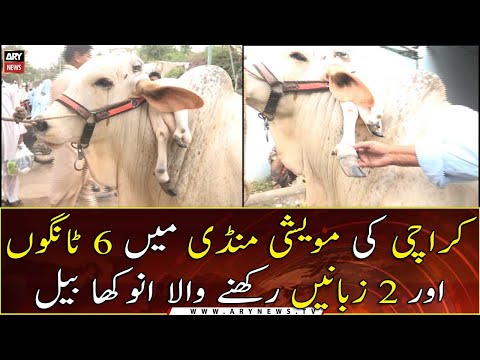 Cow storms tailor shop, video goes viral Cow storms tailor shop, video goes viral