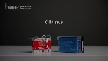 How to perform sampling of gill tissue