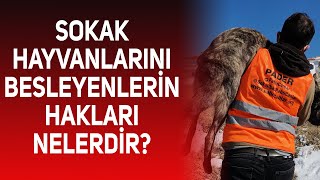 Sokak Hayvanları Ile Ilgili Yaşanan Sorunlar Ve Çözüm Önerileri Neler?