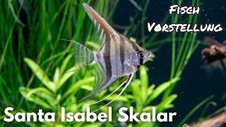 Santa Isabel Skalar  Pterophyllum Scalare 'Santa Isabel' | Liquid Nature Fisch Vorstellung