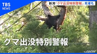新潟で「クマ出没特別警報」