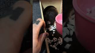 The first 72 hours of rat ownership