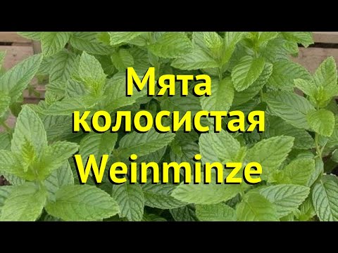 Видео: Mentha spicata - это мята колосистая?