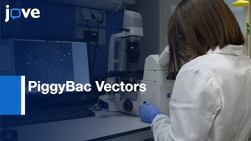 hPSCs Conversion into Spinal and Cranial MNs by PiggyBac Vectors | Protocol Preview