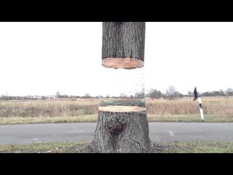 გამჭვირვალე ხე-კრეატიული იდეა