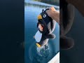 Gugu Gaga Penguin #tebakgambar #gugugaga #penguin #shots #youtube #tiktok #mp4