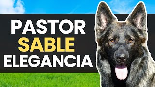 Descubre Al PASTOR ALEMÁN SABLE Una Joya Canina de Misterio y Elegancia by Pastor Alemán Y Amigos 8,707 views 9 months ago 5 minutes, 9 seconds