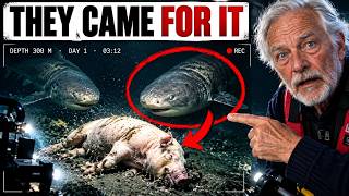Scientists Sent a Dead Pig to the Bottom of the Ocean - What the Camera Recorded Shocked Them