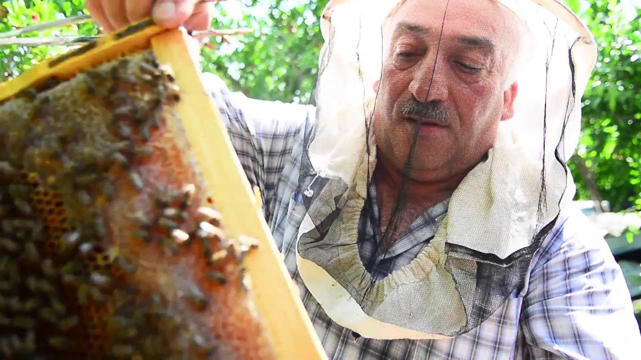 Balı bal edən arıçılıq təsərrüfatı