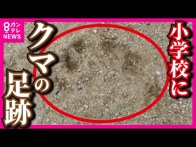 Bears have appeared in Osaka] Sightings continue in Ibaraki City