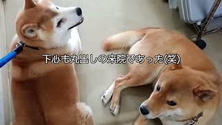 クンタ＆屈、オレ先生の病院へ