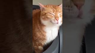 Hilarious Cat Antics 🐾 Must-See Funny Cat Compilation - Purrs And Pranks Best Moments #15